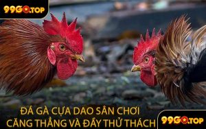 Đá Gà Cựa Dao Sân Chơi Căng Thẳng Và Đầy Thử Thách
