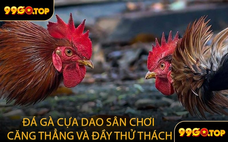 Đá Gà Cựa Dao Sân Chơi Căng Thẳng Và Đầy Thử Thách