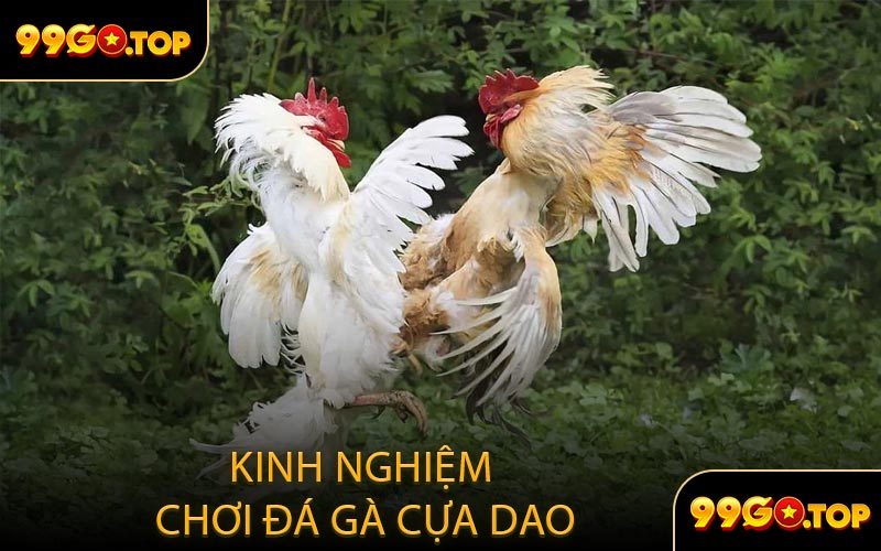 Kinh Nghiệm Chơi Đá Gà Cựa Dao