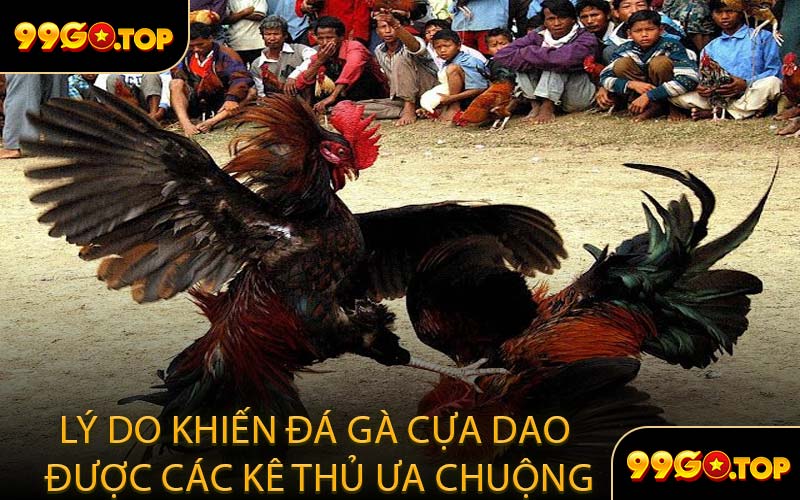 Lý Do Khiến Đá Gà Cựa Dao Được Các Kê Thủ Ưa Chuộng