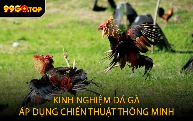 Kinh nghiệm đá gà áp dụng chiến thuật thông minh