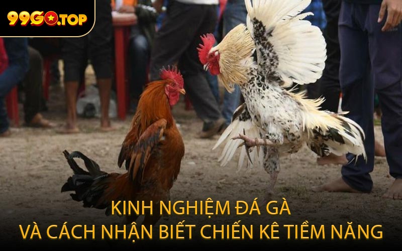 Kinh nghiệm đá gà và cách nhận biết chiến kê tiềm năng
