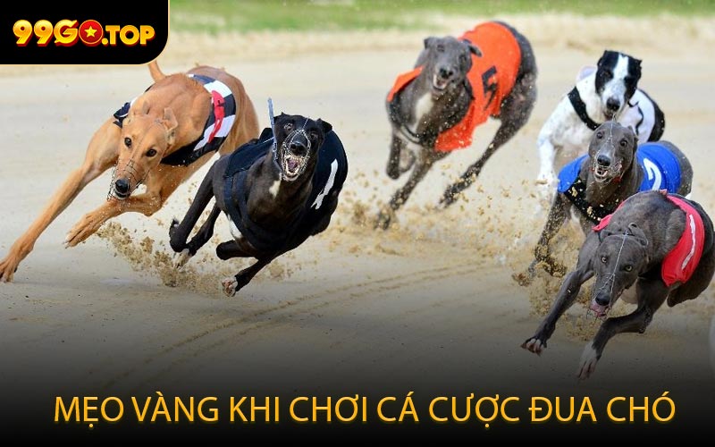 Mẹo vàng khi chơi cá cược đua chó