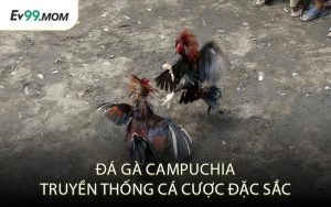 Đá Gà Campuchia Truyền Thống Cá Cược Đặc Sắc
