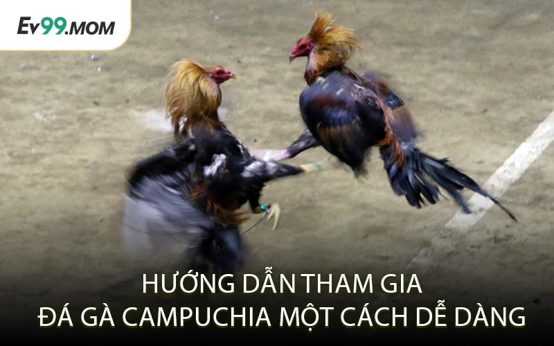 Hướng Dẫn Tham Gia Đá Gà Campuchia Một Cách Dễ Dàng