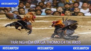 Trải Nghiệm Đá Gà Thomo C4 Tại KK55