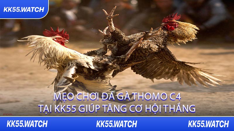 Mẹo Chơi Đá Gà Thomo C4 Tại KK55 Giúp Tăng Cơ Hội Thắng